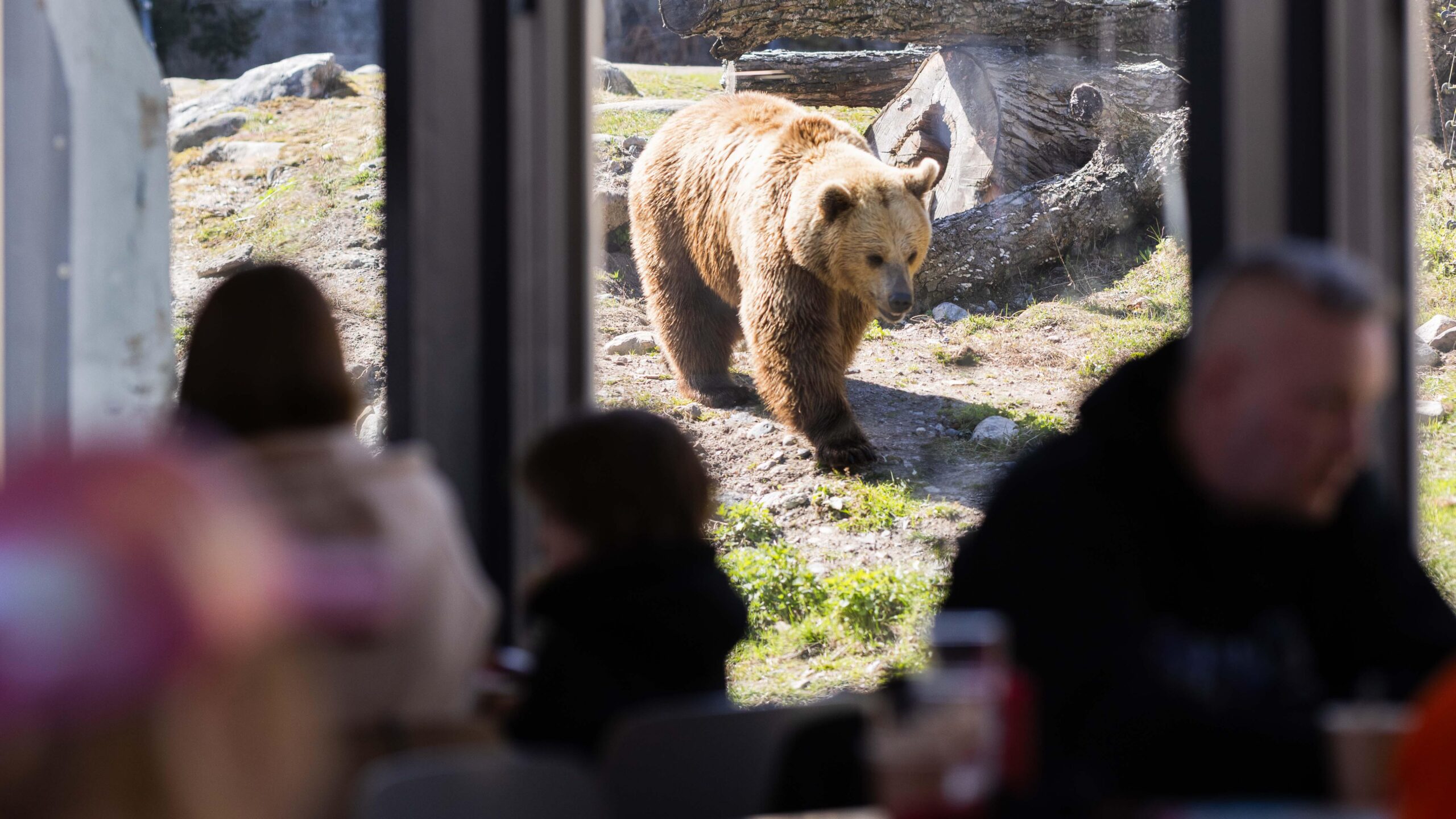 Seuraa karhujen puuhailuja ruokatauolla.