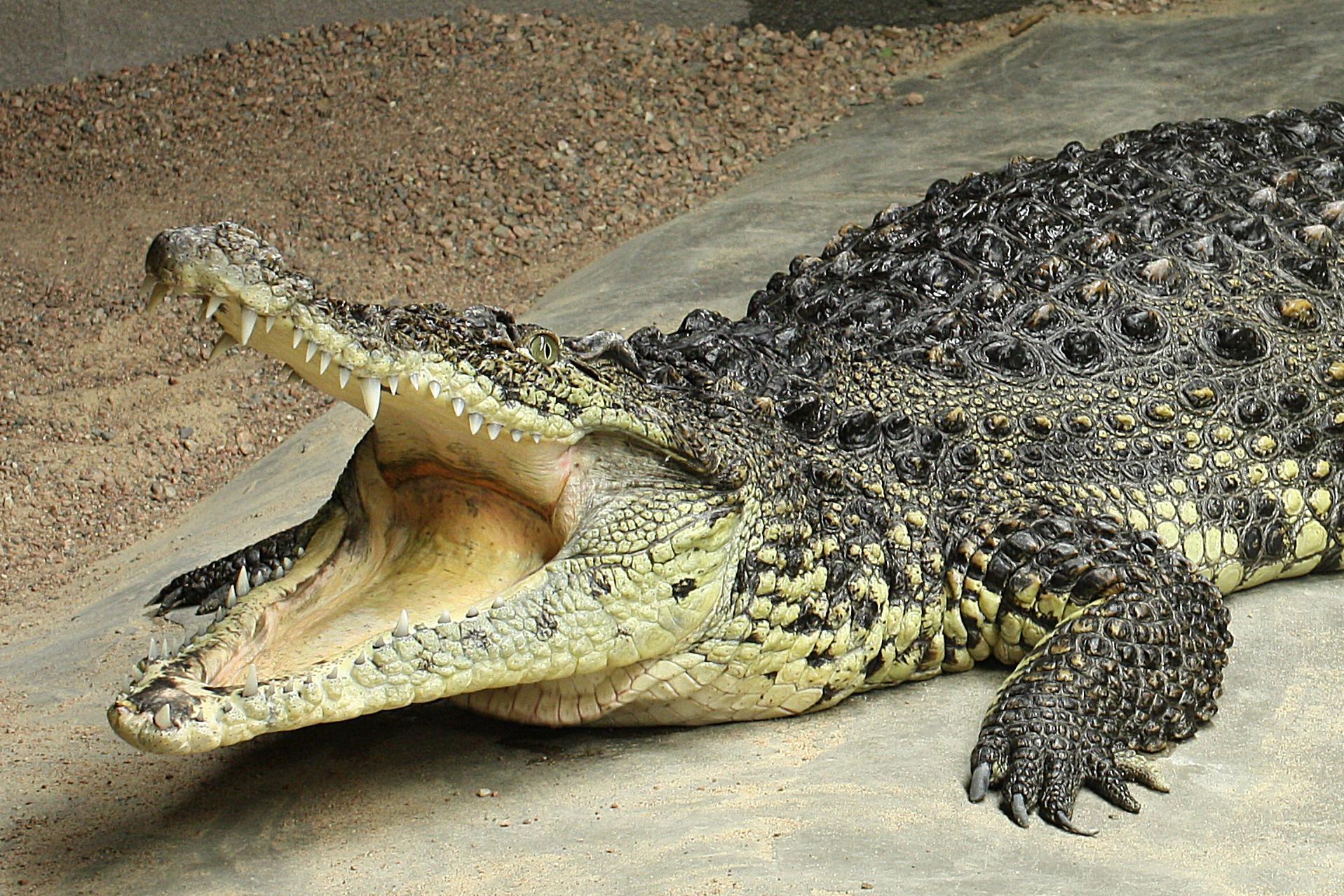 The only crocodile in Finland lives in Tropicario