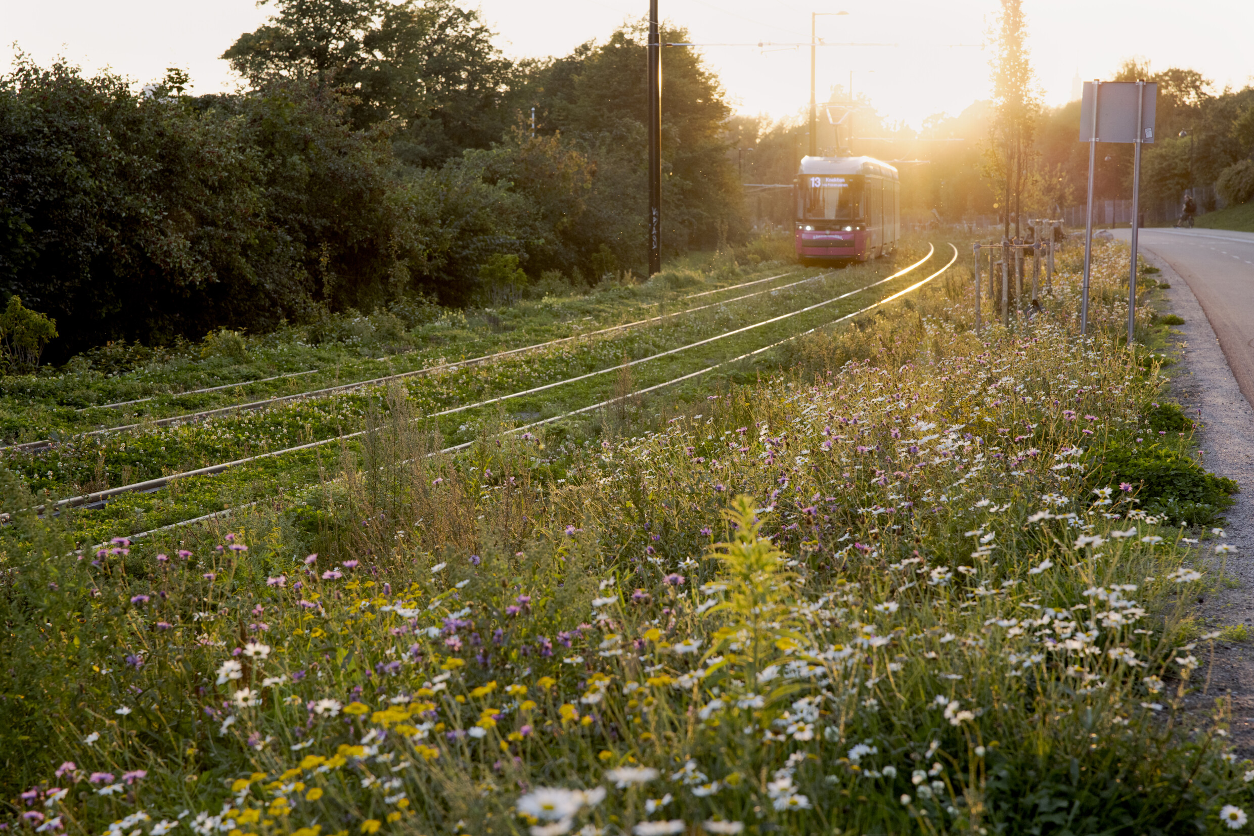 Train and meadow flowers in Helsinki