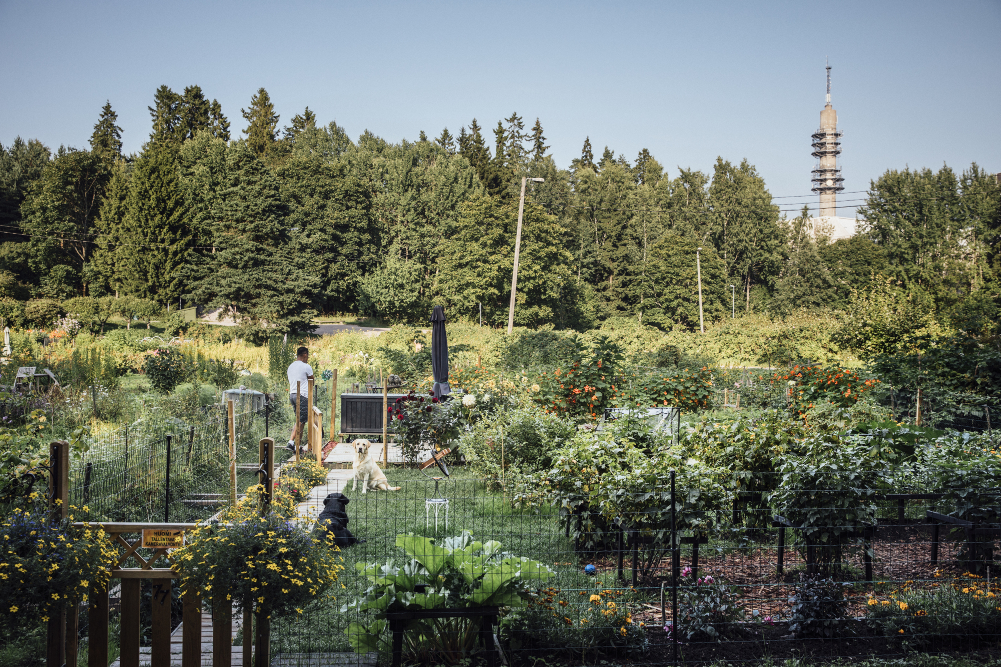 Community garden in Pasila district