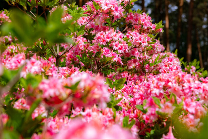 52 weeks in HEL // Week 24: Haaga rhododendron park (1)