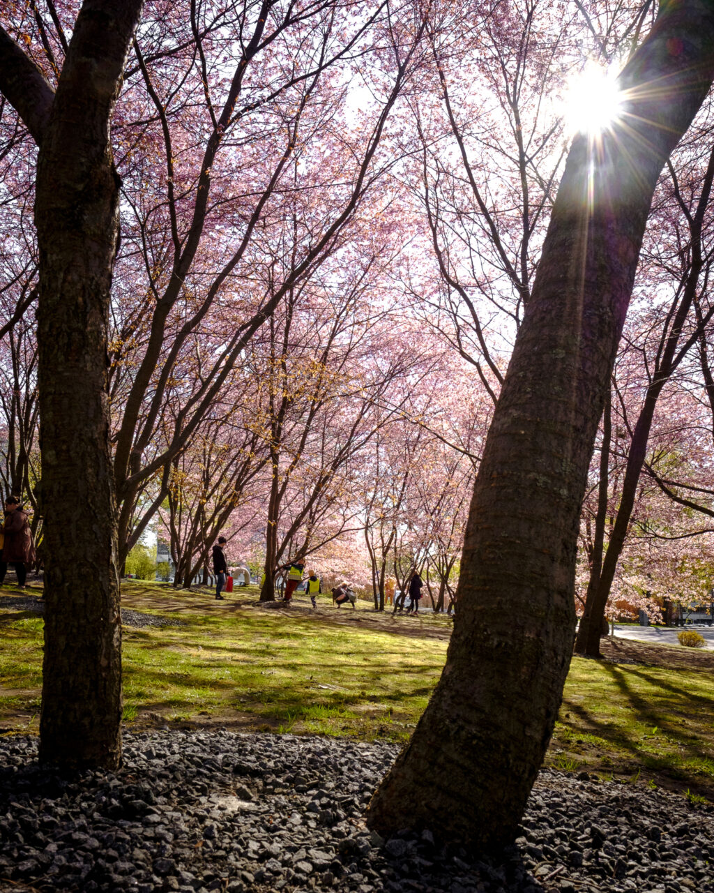 Cherry Park in Roihuvuori