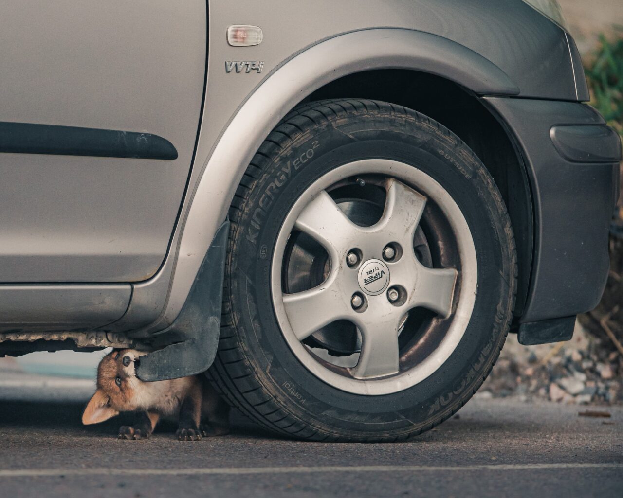 Fox puppy biting a car