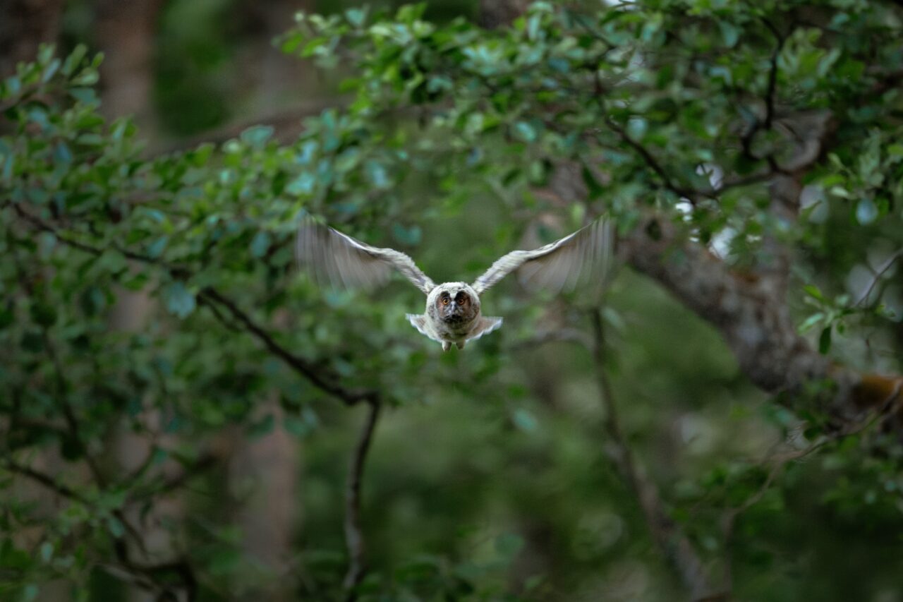 Baby owl flying in Seurasaari Helsinki